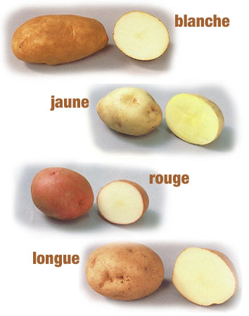 Pomme de terre