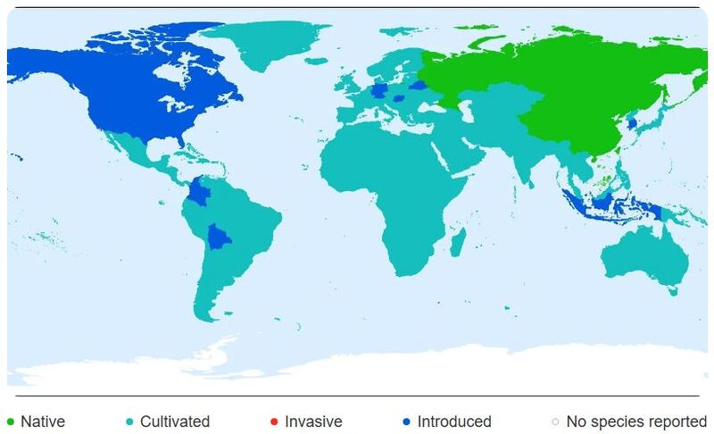 Utilisation de la rhubarbe dans les mets salés à travers le monde