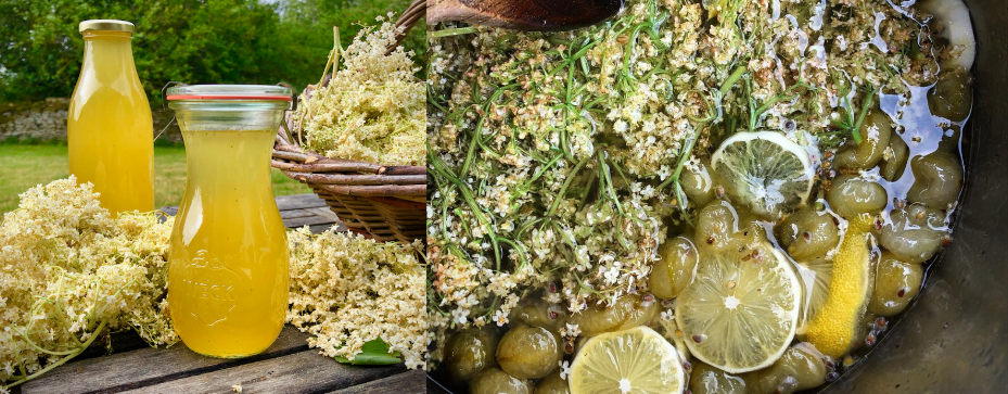 Remontant à la groseille et à la fleur de sureau - Elderflower & Gooseberry Cordial