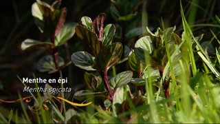 Sorbet à l’achillée millefeuille